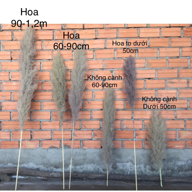 cỏ lau khô nhập khẩu
