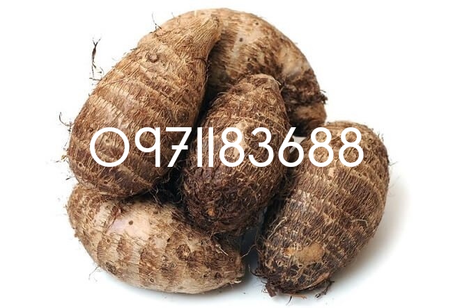 1kg củ ráy khô đã sao vàng hạ thổ