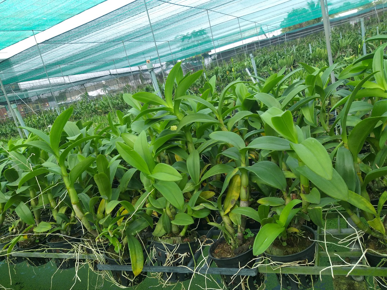 Lan Denro Bò Hồng F12