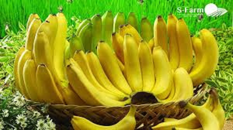 ÂY GIỐNG CHUỐI TÂY LÙN THÁI LAN SIÊU QUẢ
