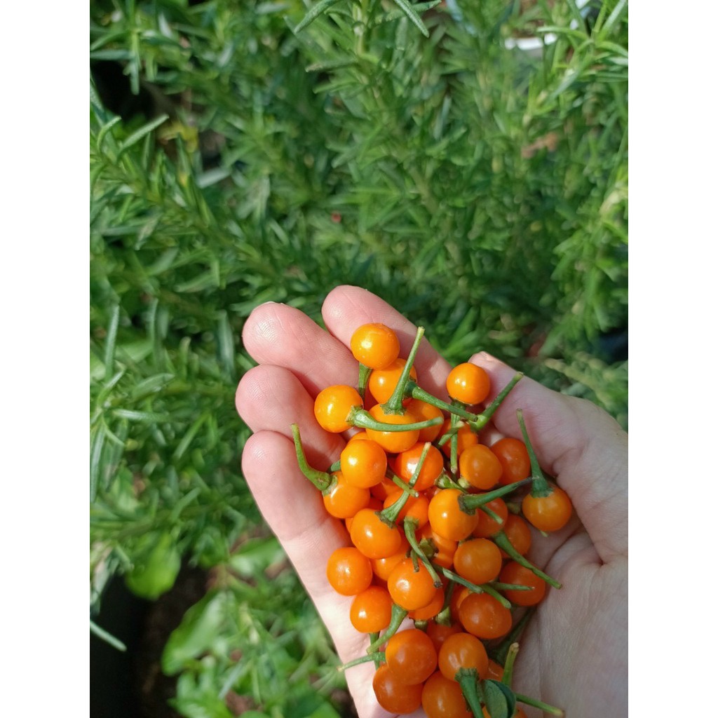 - Túi 10 trái ớt Peru Aji Charapita - Ớt Peru Aji Charapita vị cay giàu dinh dưỡng - Trang Flowers