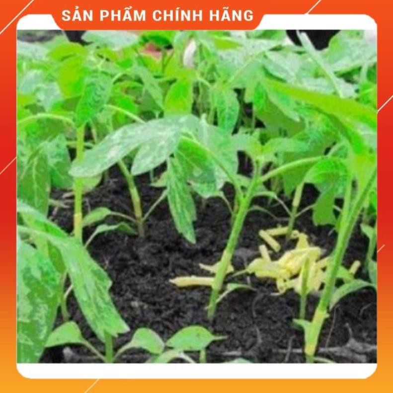 Giun ghép cà chua gói 100gram
