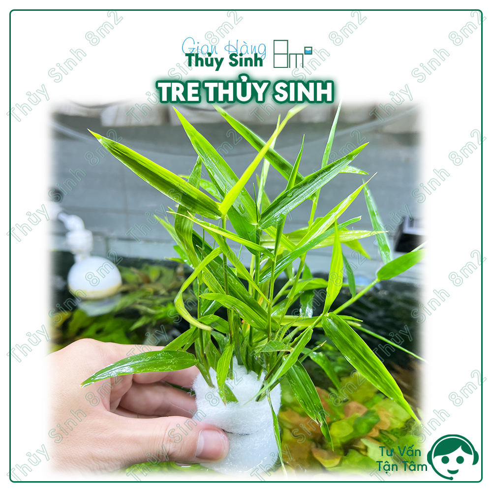 Cây thủy sinh, cây thủy sinh không co2, rêu thủy sinh, cây thủy sinh thùng xốp | 8m2