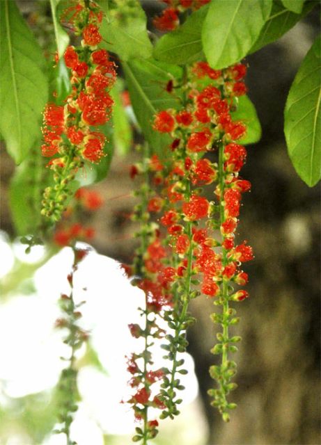 Cây hoa Lộc Vừng đỏ