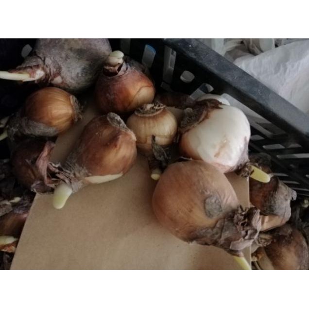 Củ giống hoa thủy tiên( củ nhỏ)