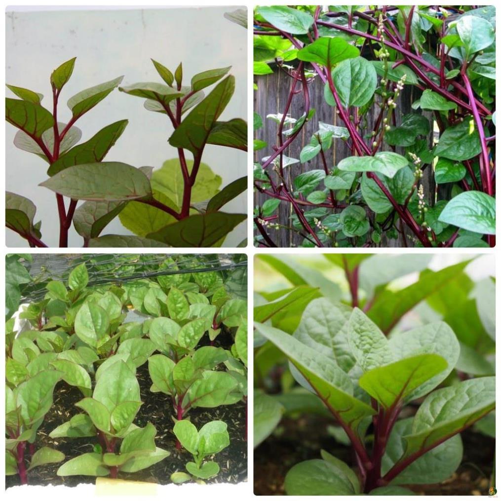 Hạt Giống Mồng Tơi Xanh - Gói 20 Gram