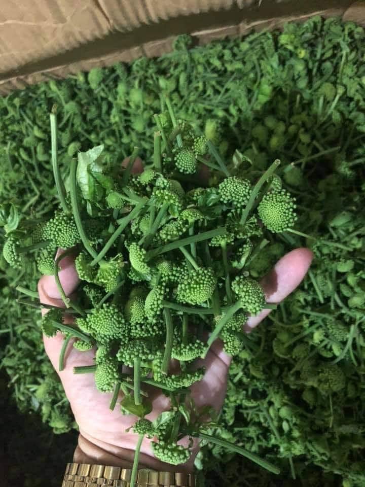 Nụ hoa tam thất - Hà Giang (0,5kg)