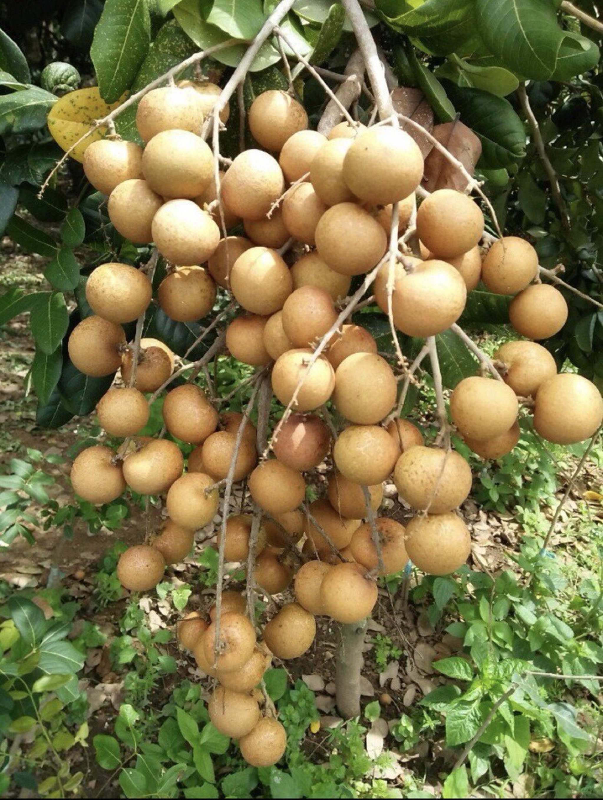 Cây giống Thanh Nhãn siêu trái. ( siêu sớm ].