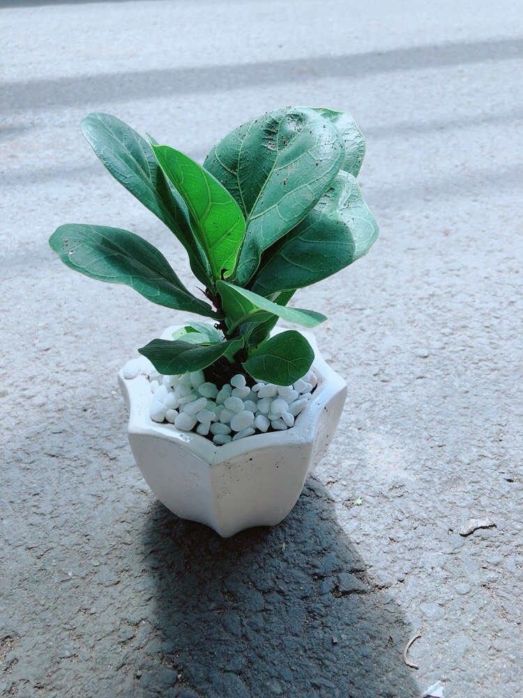 Chậu Bàng Singapore