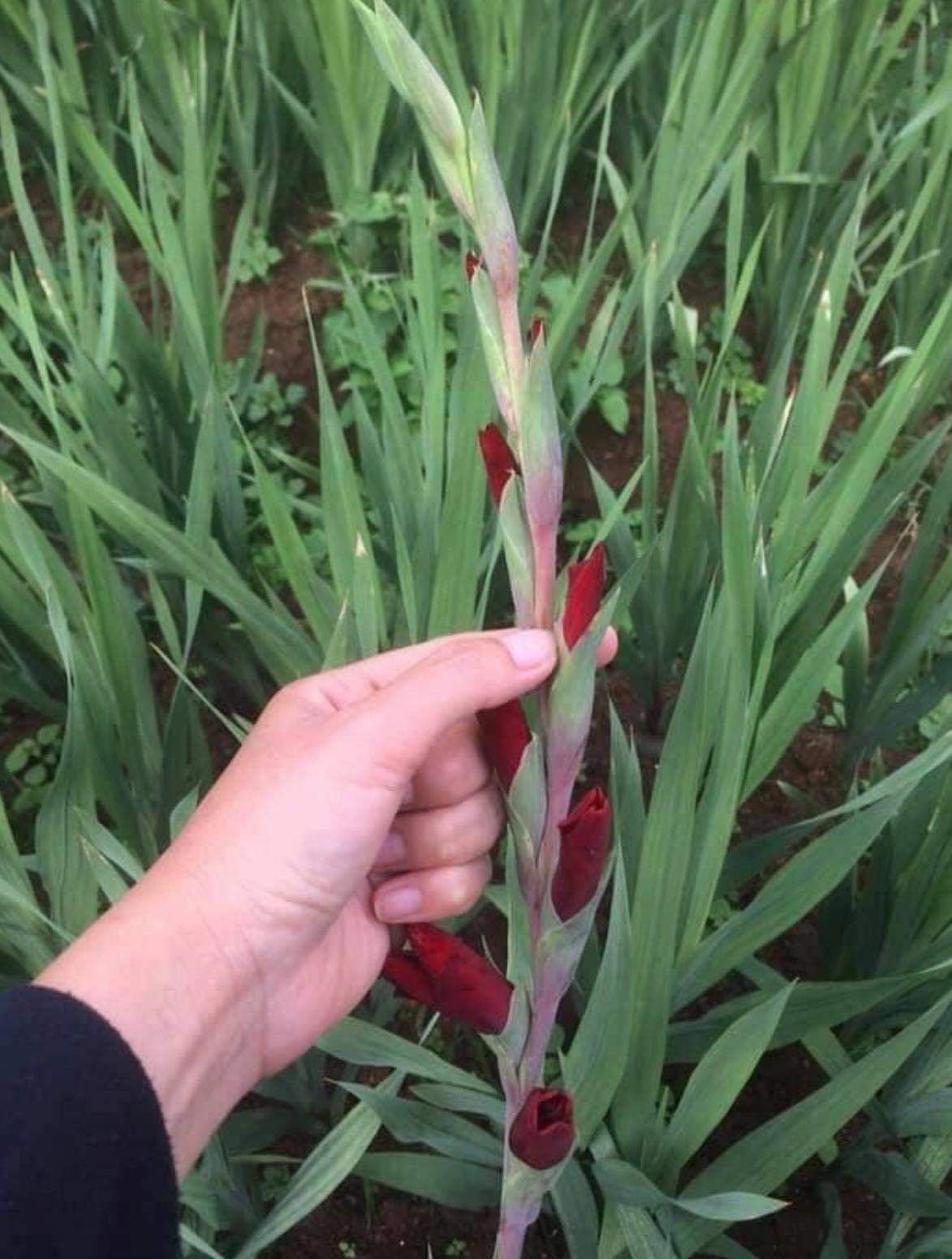 Củ hoa lay ơn nhiều màu 10 củ