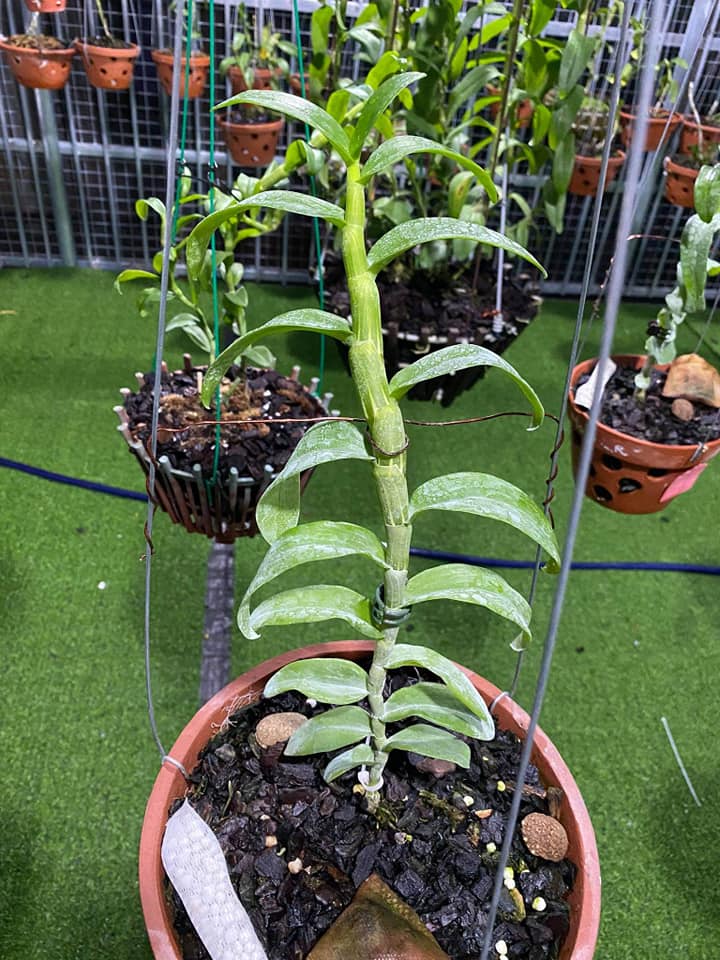 Phi điệp đột biến 5 CT NGƯỜI ĐẸP KHÔNG TÊN cấy mô