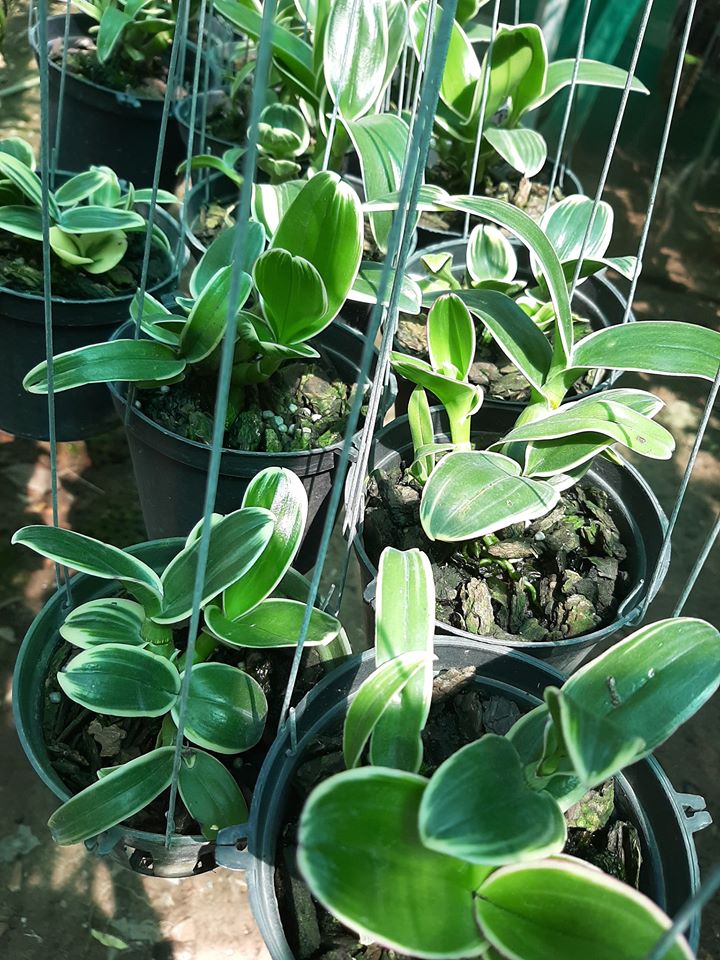 lan dendro chớp