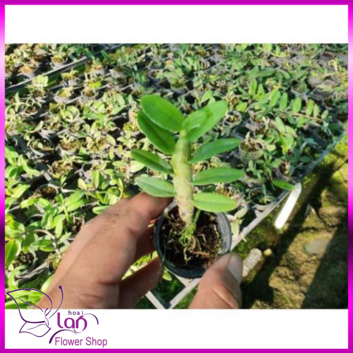 Phong lan phi điệp 5 cánh trắng phú thọ cây giống 5-7cm