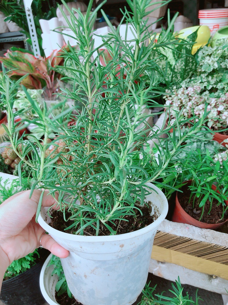 Chậu Hương Thảo