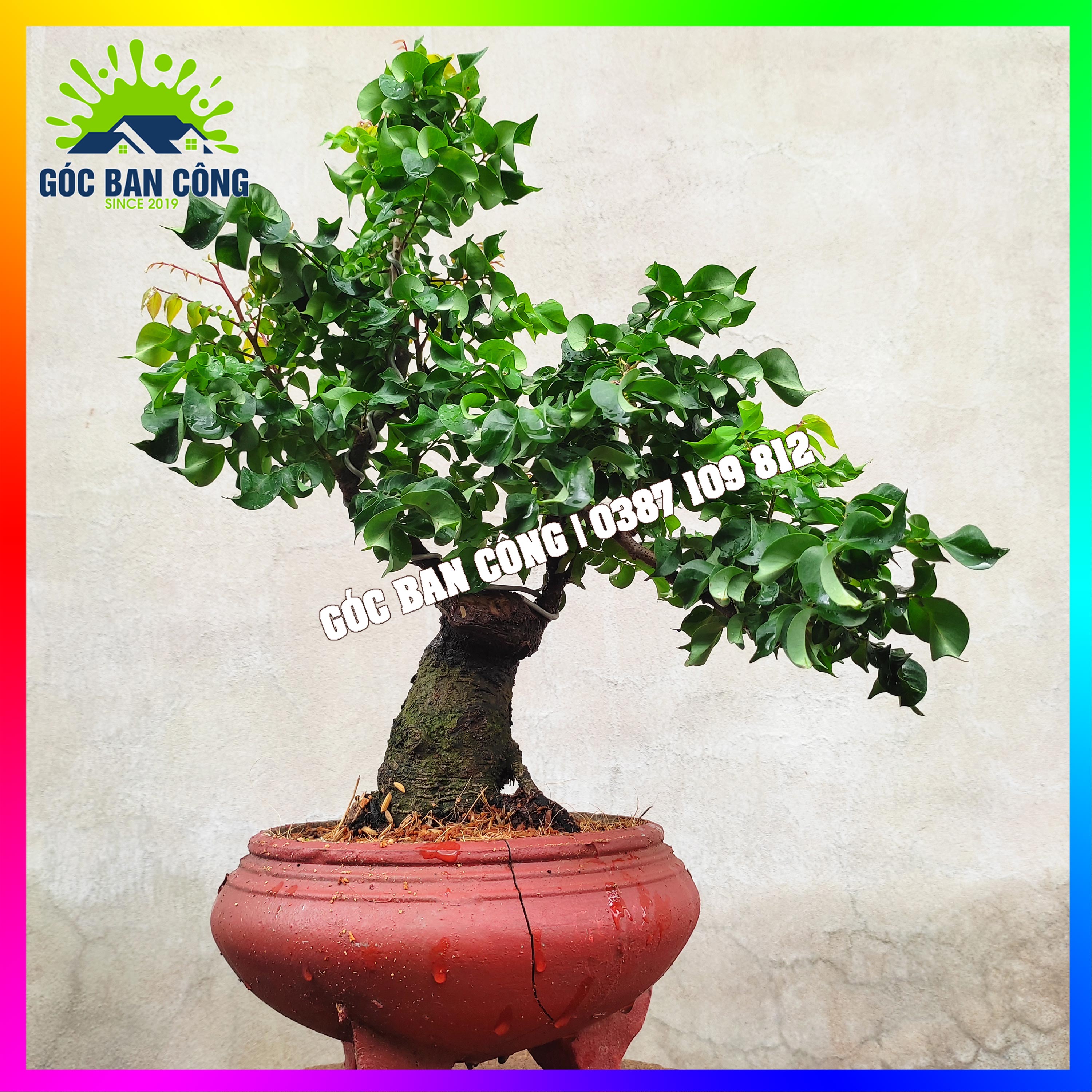 Cây Khế Bonsai Mini - KT01