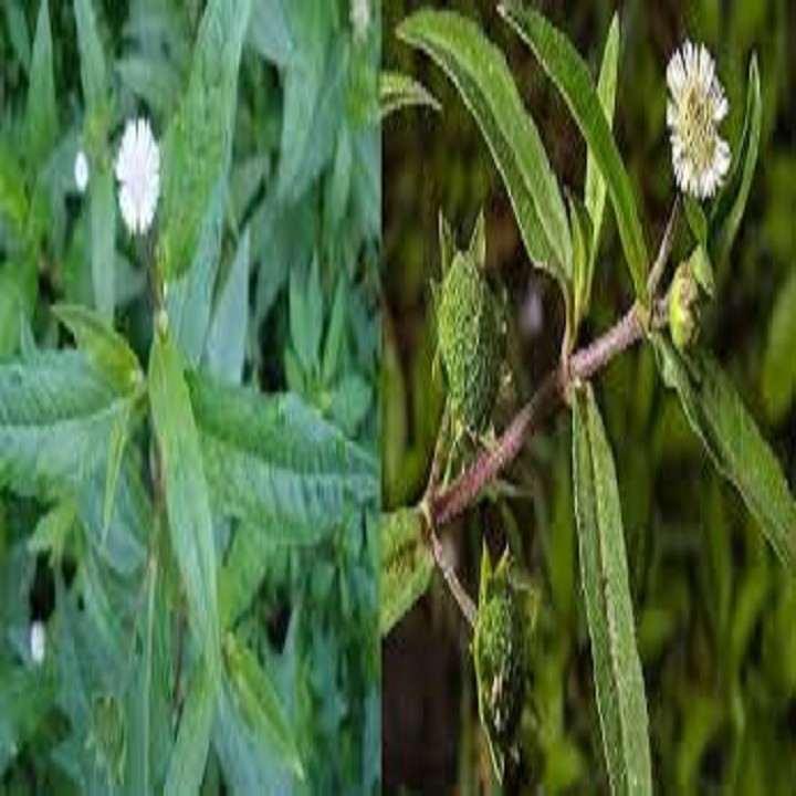 CHẬU CÂY CỎ MỰC ( CÂY NHỌ NỒI)