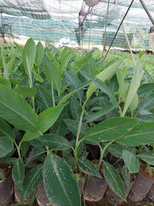 Cây giống chuối cấy mô Laba- 10 cây