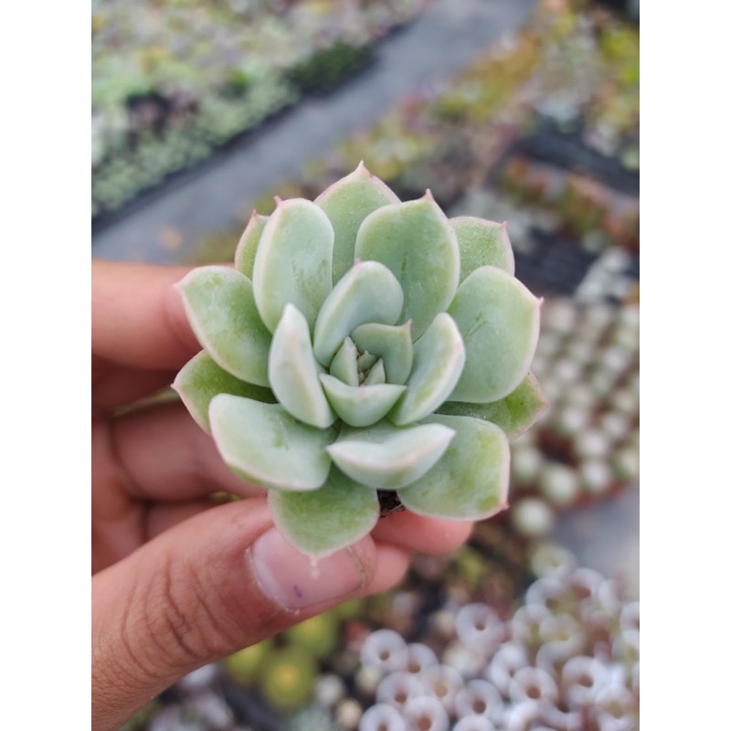 SEN ĐÁ LIÊN ĐÀI ĐÀ LẠT SIZE MINI  HƯ 1 ĐỔI 1  SIÊU CUTE