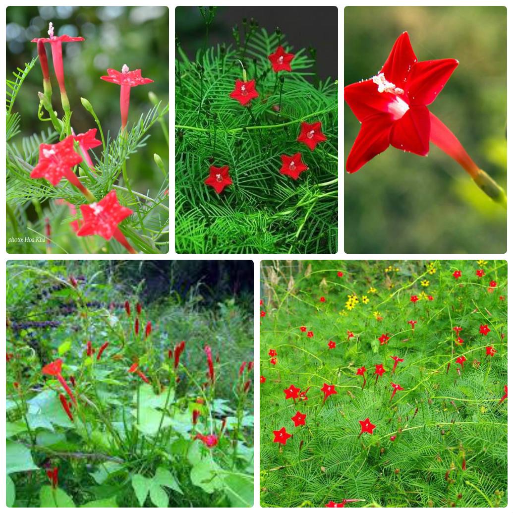 Chậu cây dây leo tóc tiên, dây leo giàn, hoa sao leo, Ipomoea quamoclit L - Trang Flowers