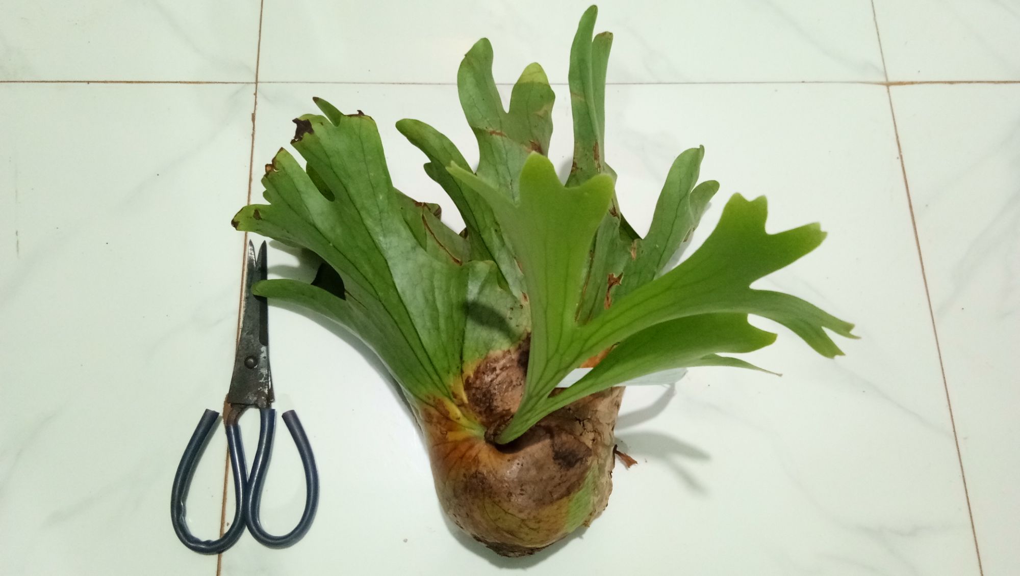 cây thông mượt
