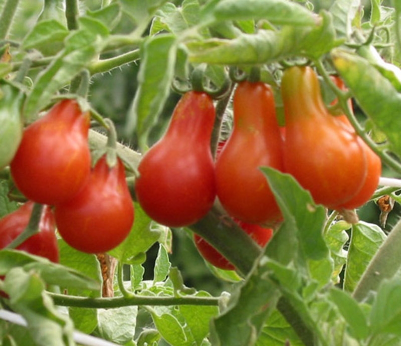 Hạt giống cà chua chùm lê đỏ (Nội địa Trung). 2 gr/gói