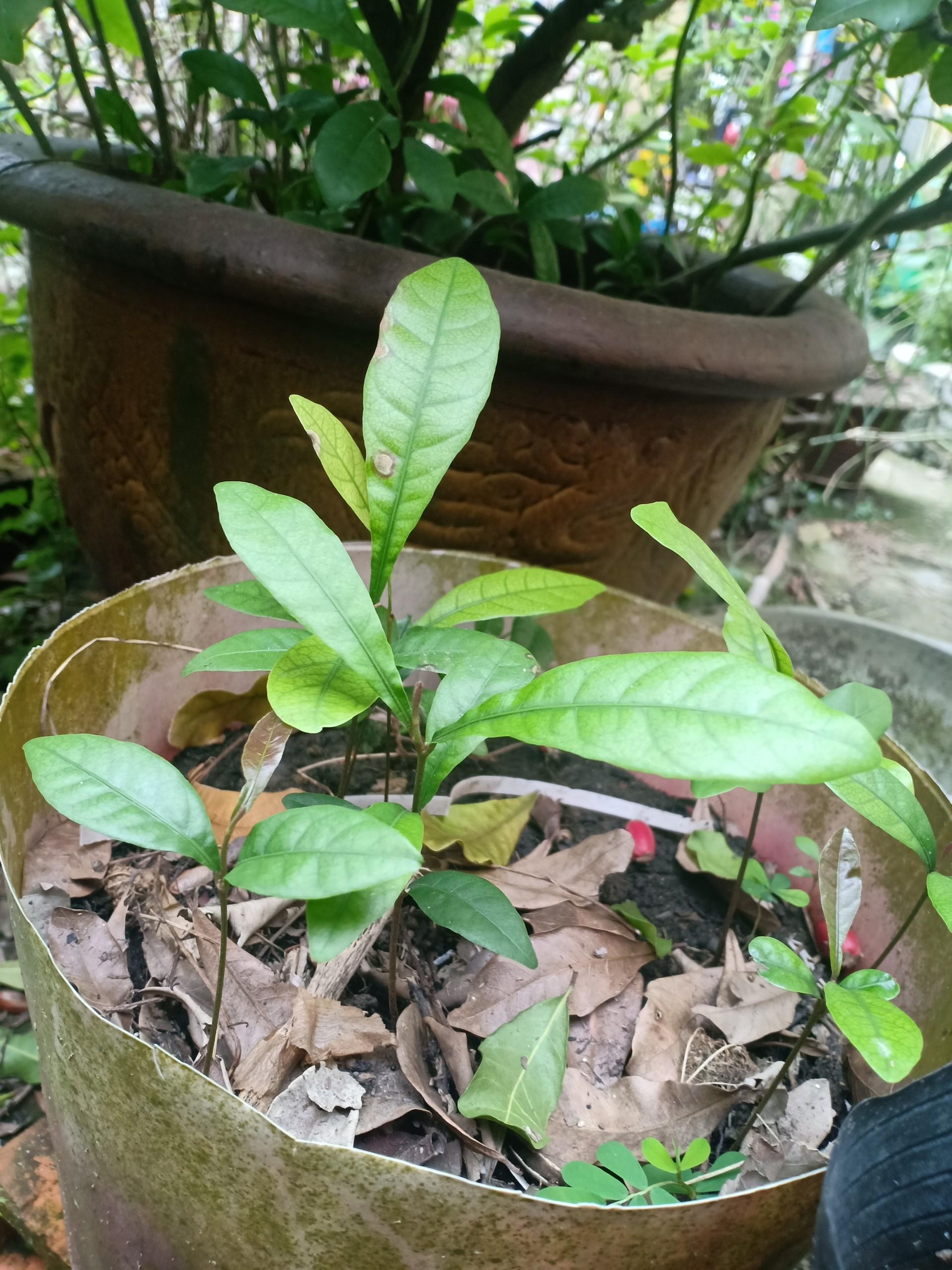 cây thần kỳ 10cm