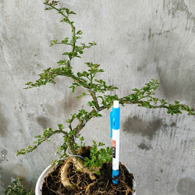Cây giống Cần Thăng Bonsai mini - Trang Flower