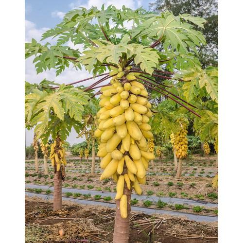 [HCM]Hạt giống Đu đủ vàng Thái Lan
