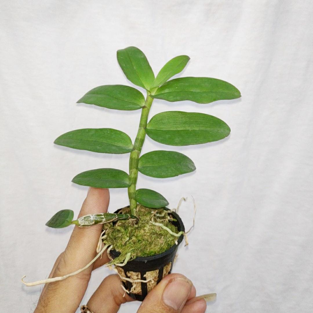 Phi điệp tím
