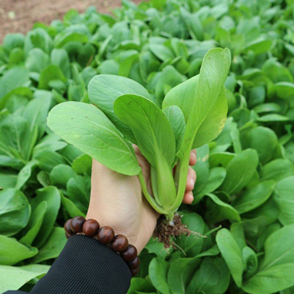 Hạt giống rau Cải Thìa TN - 38