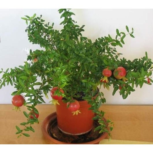 275A Hạt Giống Lựu Đỏ Lùn (10 Hạt)