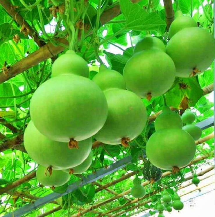 Hạt giống bầu hồ lô leo dàn(gói 5 hạt)