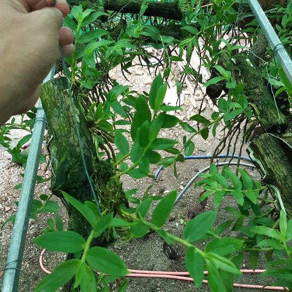 Phong lan Hoàng thảo vôi