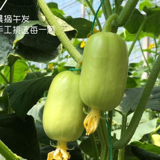 Hạt giống dưa chuột ngọc nữ siêu trái-20 hạt-gieo trồng quanh năm