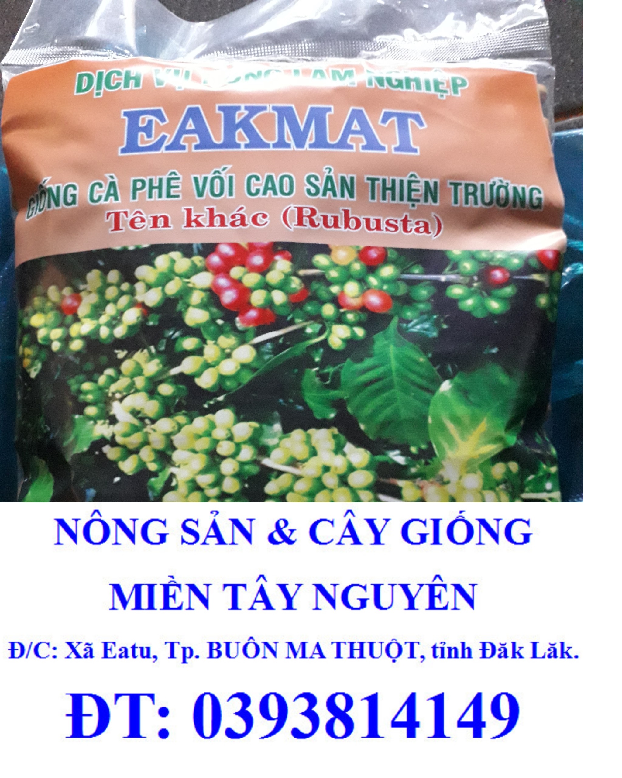 200 gram hạt giống cà phê thiện trường cao sản 100% hạt mới- tỷ lệ nảy mầm cao.