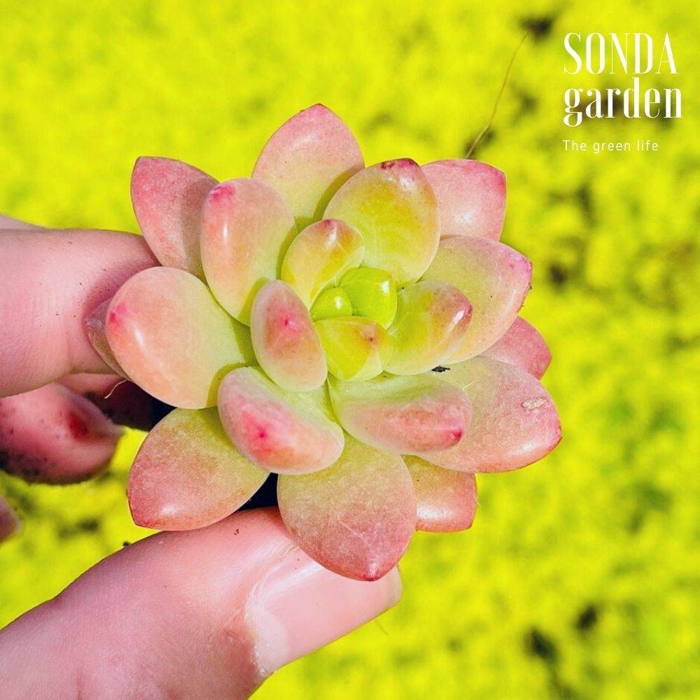 SEN ĐÁ SỎI THIÊN THANH SIZE MINI SIÊU CUTE LỖI 1 ĐỔI 1