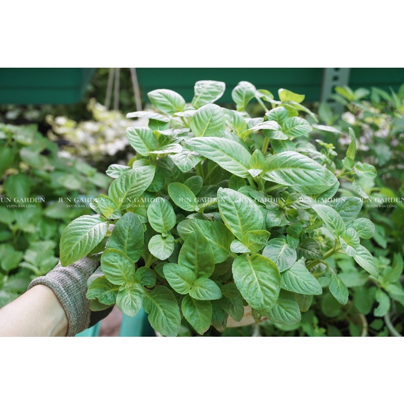 Chậu Cây Rau Quế Vị (Cây Xá Xị) JUN GARDEN Và Cách Trồng