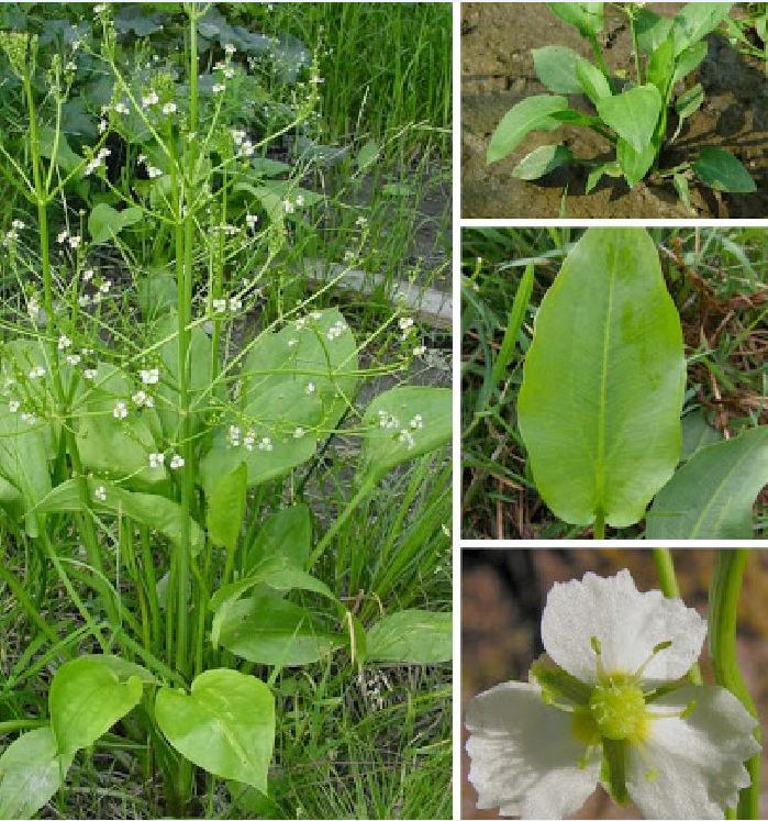 Hạt giống trạch tả - ( Cây dược liệu ) - gói 50 hạt