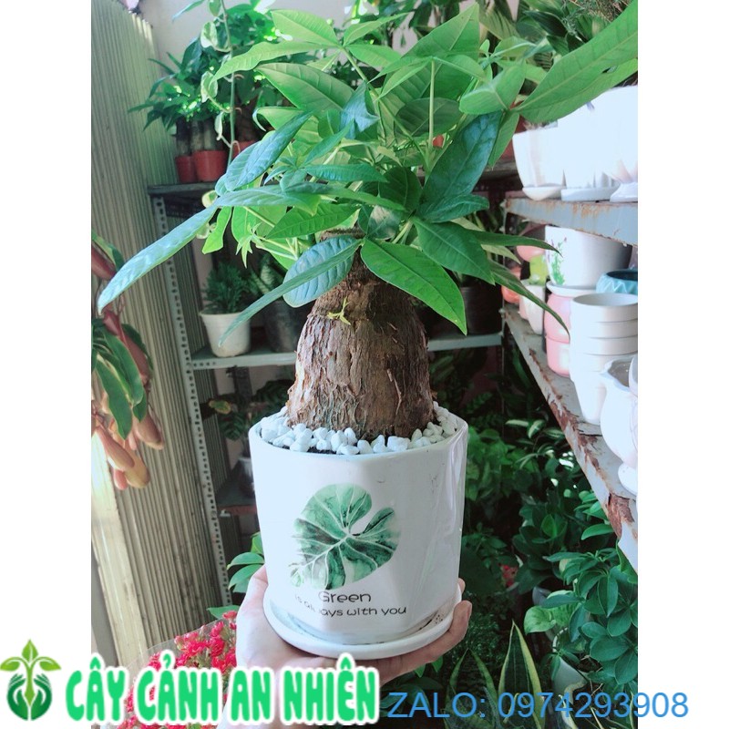 Chậu Cây Kim Ngân 1 Thân