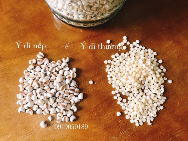 Hạt ý dĩ nếp, hạt bobo gói dùng thử 100gr