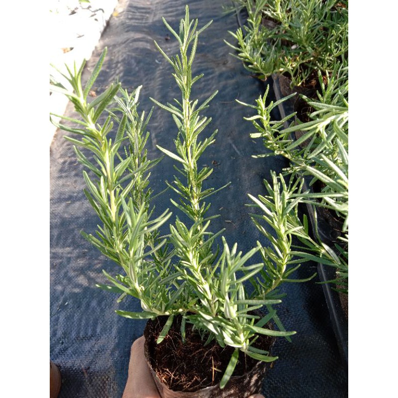 Cây Hương Thảo - Rosemary, cây hương liệu, gia vị Âu