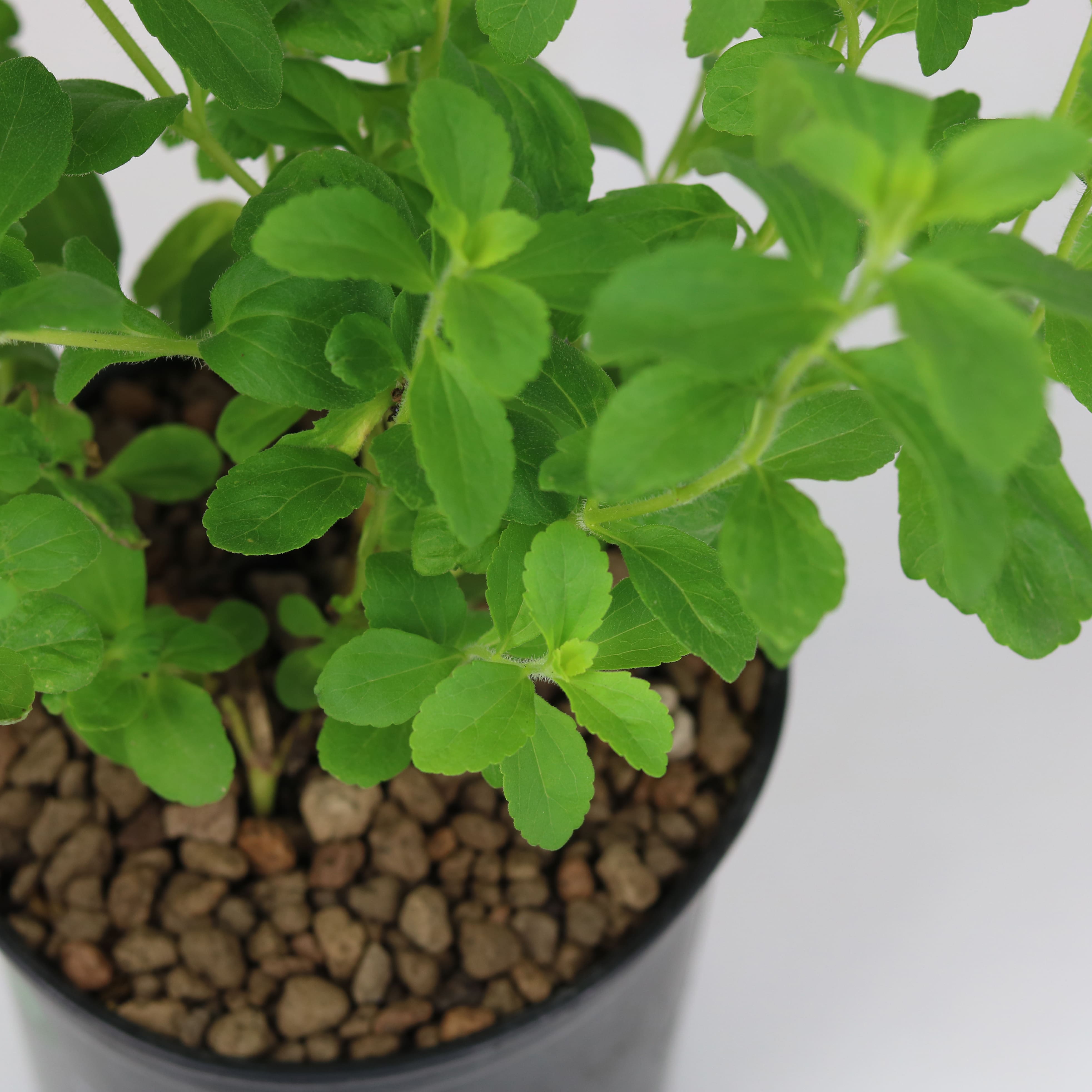 Cây gia vị | Cây cỏ ngọt | Stevia