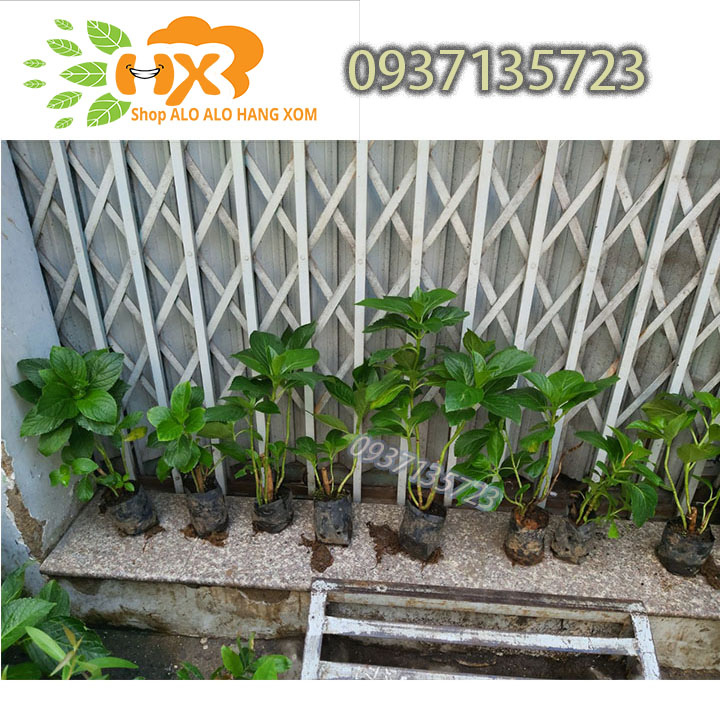 [HCM]combo 5 cây cẩm tú cầu cây giống