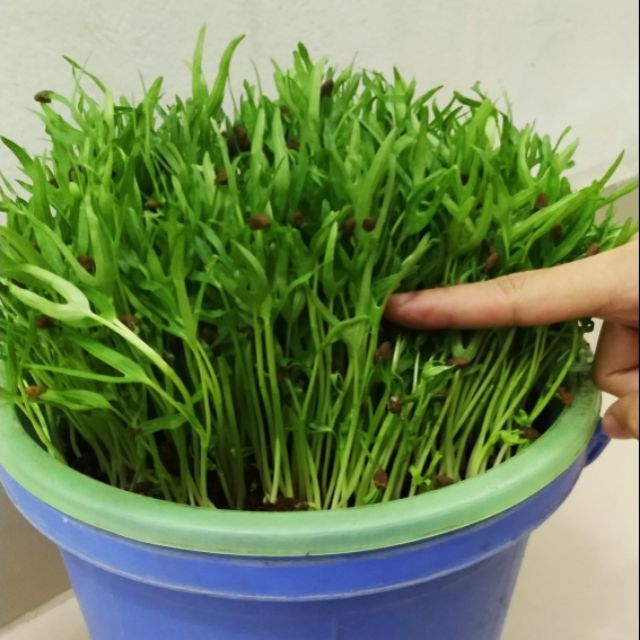HẠT GIỐNG RAU MẦM RAU MUỐNG - 50G