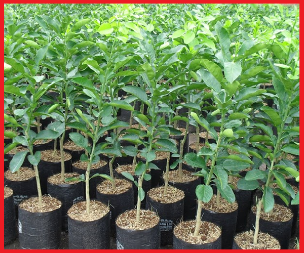 2 cây giống Bưởi da xanh ruột đỏ - C04