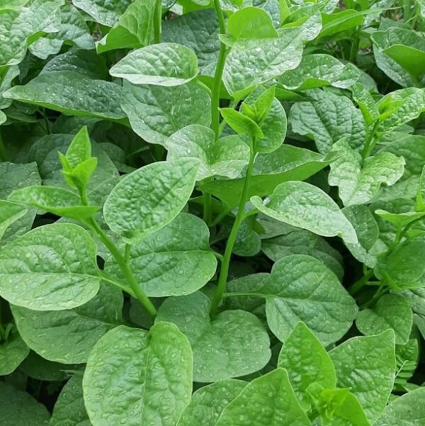 Hạt giống rau mồng tơi cao sản -1kg