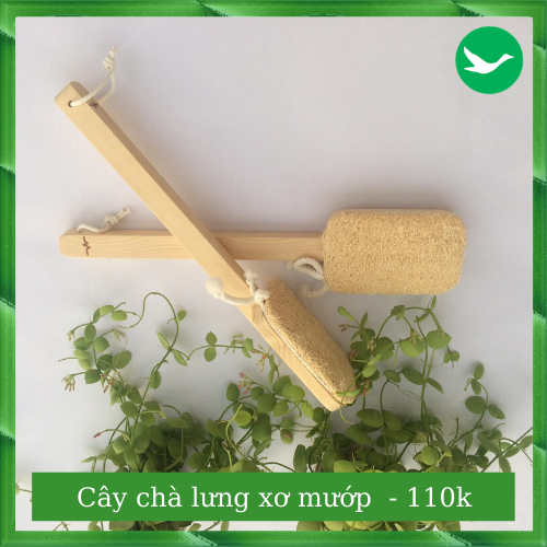 CÂY CHÀ LƯNG XƠ MƯỚP [ SẠCH LƯNG ] [ ĐÃ NGỨA ] [ MỊN DA ] [ NO PLASTIC ]