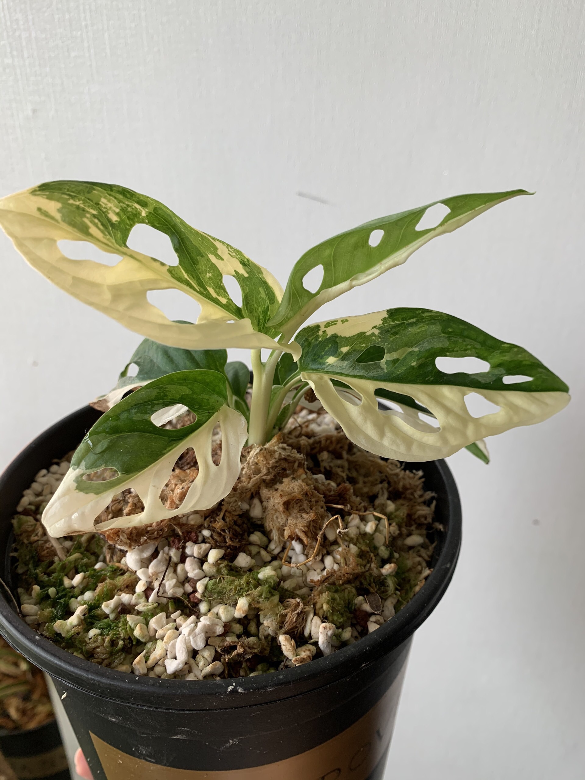 Trầu Bà Lỗ Var (Adansonii Albo) - Var trắng xanh