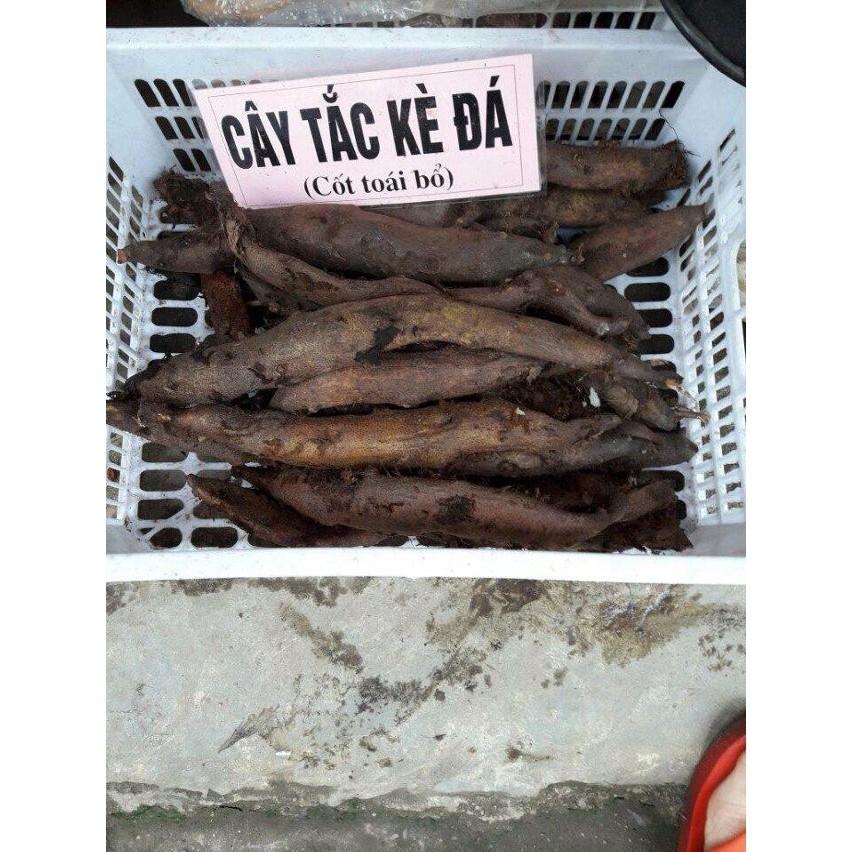 Tắc Kè Đá Tươi 1kg