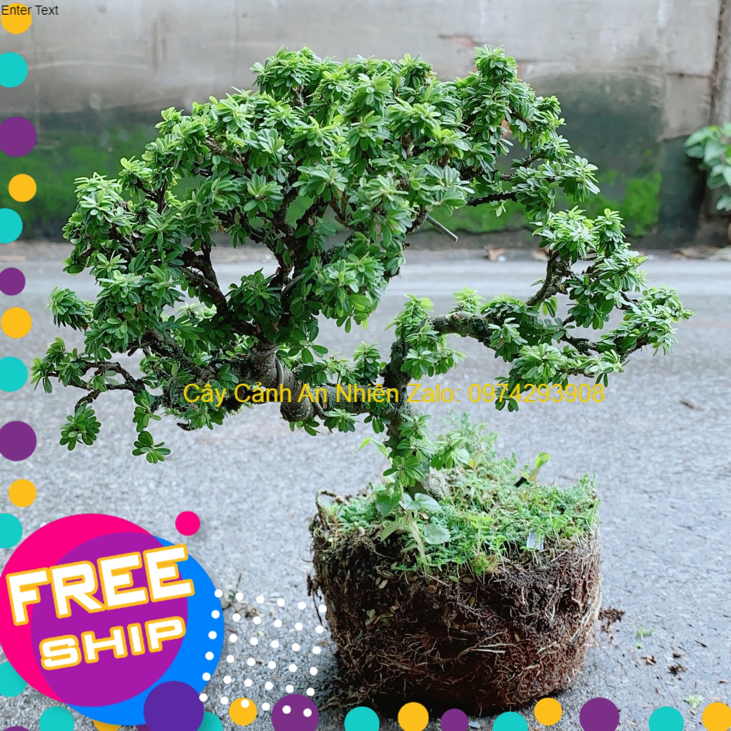 Cây Linh Sam Hạt Gạo Bonsai